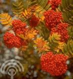 Sorbus aucuparia Wilde lijsterbes mooie herfstkleur bessen, Tuin en Terras, Ophalen of Verzenden, Lente, Halfschaduw, Overige soorten