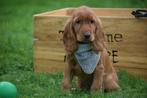 Engelse cocker spaniël pups zwart en bruin kleurig, Dieren en Toebehoren, Honden | Retrievers, Spaniëls en Waterhonden, België