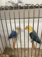 Te koop jong koppel fischeri  opaline agapornis 2025, Meerdere dieren, Dwergpapegaai of Agapornis, Geringd