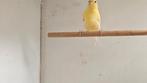 Waterslager x kanarie, Meerdere dieren