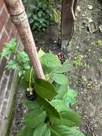 bramenstruik, Ophalen of Verzenden, Minder dan 100 cm, Overige soorten, Zomer