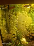 Platy's,  mollies en zwaarddragers gratis, Dieren en Toebehoren, Vis