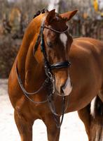 Brave en getalenteerde 9 jarige kwpn ruin, Dieren en Toebehoren, Paarden, Ruin, Dressuurpaard