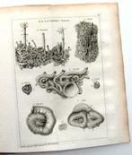 Histoire naturelle du Sénégal 1757 Adanson 1e druk - Afrika, Antiek en Kunst, Ophalen of Verzenden