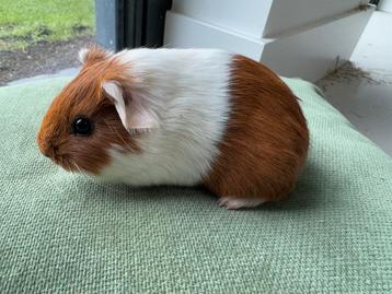 Lief beertje Freek beschikbaar voor biedingen