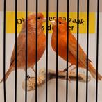 Mooie isabel rode kanaries, Dieren en Toebehoren, Vogels | Kanaries, Meerdere dieren, Kleurkanarie