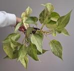 Epipremnum pinnatum marble queen, Huis en Inrichting, Kamerplanten, Ophalen of Verzenden, Halfschaduw, Minder dan 100 cm