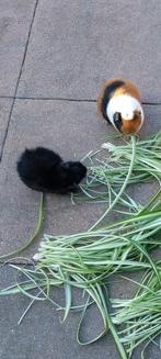 2 lieve vrouwtje cavia's, Dieren en Toebehoren, Knaagdieren, Juli, Vrouwelijk, Cavia