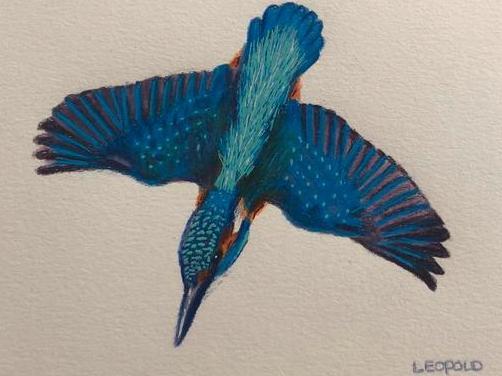 ijsvogel tekening Leopold, Antiek en Kunst, Kunst | Tekeningen en Foto's, Ophalen of Verzenden