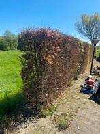 Beukenhaag, Tuin en Terras, Planten | Struiken en Hagen, Ophalen of Verzenden, Beukenhaag, Haag, 100 tot 250 cm