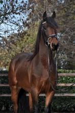 ** Zeer vriendelijke en knappe kruising Fries **, Dieren en Toebehoren, Paarden, Ruin, Zadelmak, 3 tot 6 jaar, Gechipt