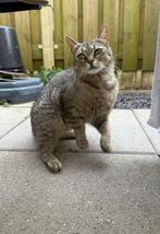 Lola zoekt een baasje!, Dieren en Toebehoren, Katten en Kittens | Raskatten | Korthaar, Poes, Gechipt, 0 tot 2 jaar