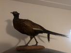 Fazant opgezet taxidermie, Verzamelen, Ophalen, Zo goed als nieuw, Vogel, Opgezet dier