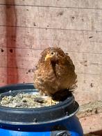 Cochin kippen te koop, Vrouwelijk, Kip