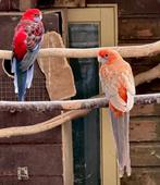 Pennant rosella koppel, Meerdere dieren, Parkiet