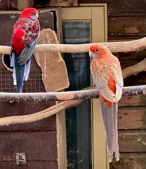 Pennant rosella koppel, Dieren en Toebehoren, Vogels | Parkieten en Papegaaien, Parkiet, Meerdere dieren