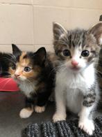 4 lieve kittens te koop, Dieren en Toebehoren, Katten en Kittens | Overige Katten, Meerdere dieren, Kortharig, 0 tot 2 jaar