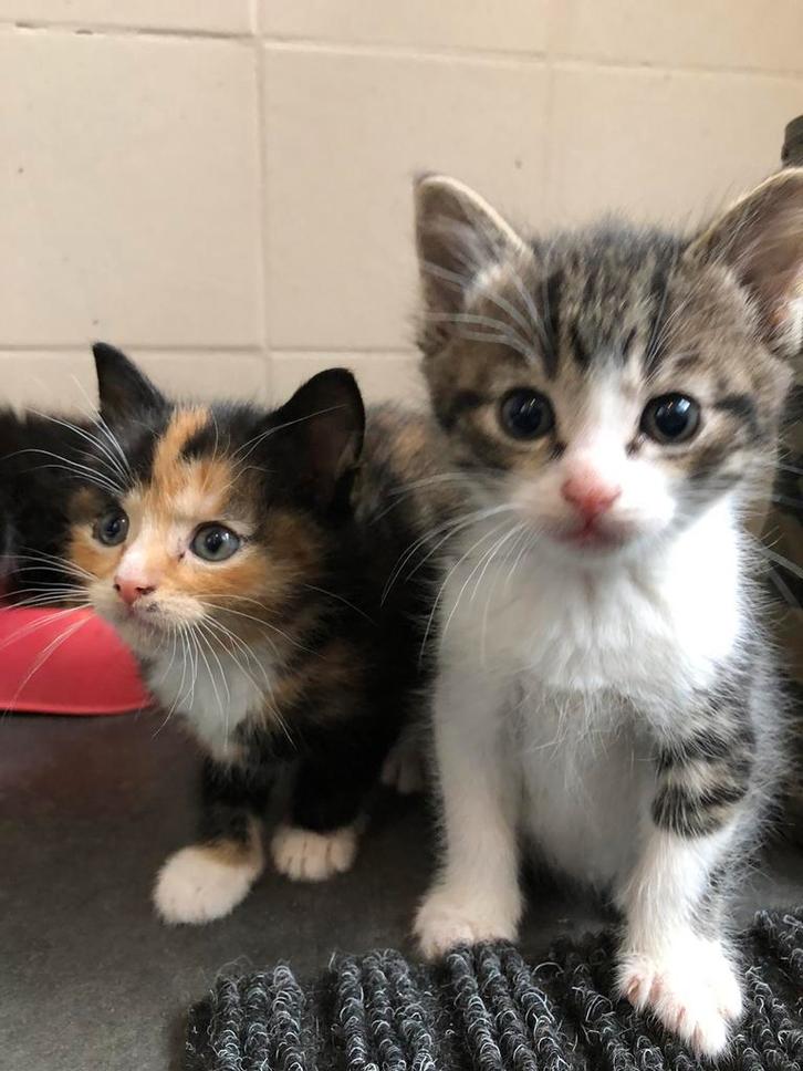 4 lieve kittens te koop, Dieren en Toebehoren, Katten en Kittens | Overige Katten, Kortharig, Meerdere dieren, 0 tot 2 jaar
