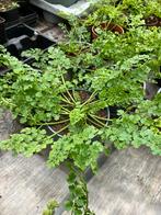 Aardkastanje BIOLOGISCH, Ophalen, Vaste plant, Overige soorten, Volle zon