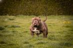American Bully Pocket, Dieren en Toebehoren, Honden | Bulldogs, Pinschers en Molossers, België, Particulier, Rabiës (hondsdolheid)