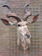 opgezette kudu, Ophalen, Vogel, Opgezet dier