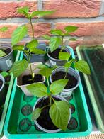 ✅ Laatste BIO paprika & Basilicum moestuin plantjes, Ophalen of Verzenden, Minder dan 100 cm, Halfschaduw, Zomer