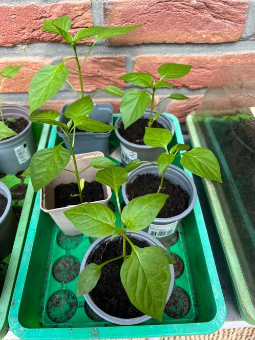 ✅ Laatste BIO paprika & Basilicum moestuin plantjes, Tuin en Terras, Planten | Fruitbomen, Minder dan 100 cm, Halfschaduw, Zomer