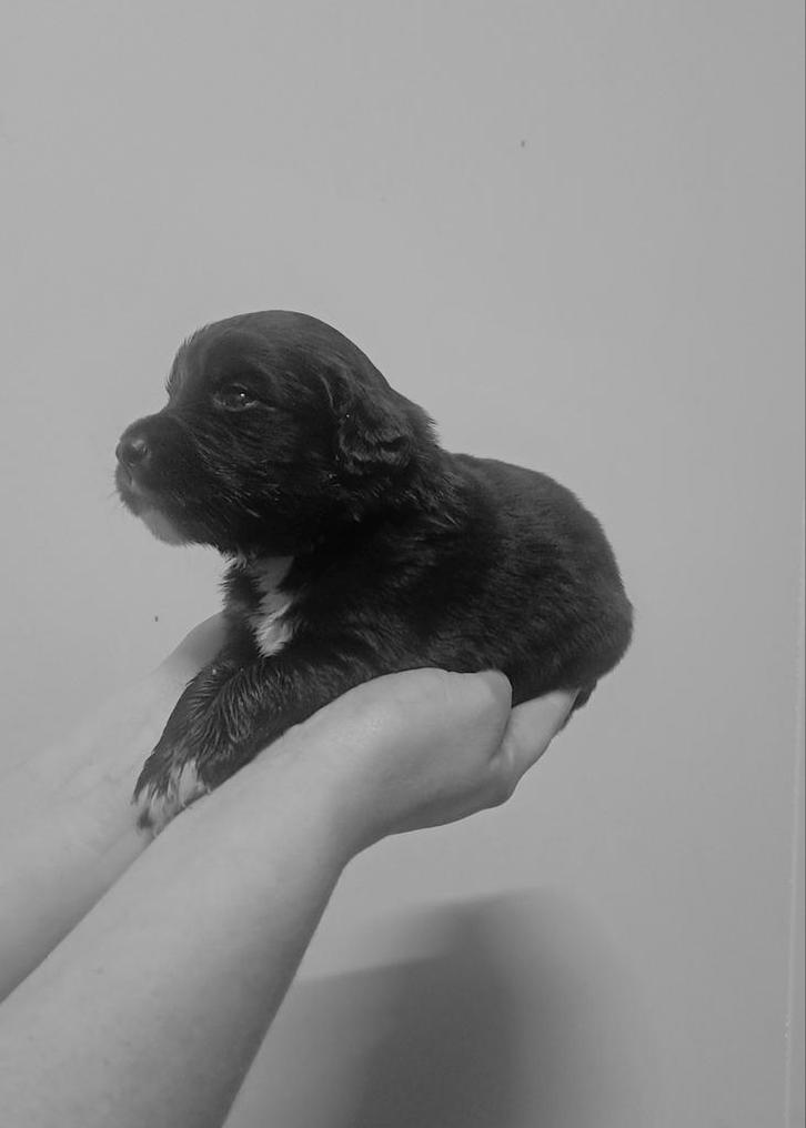 NOG 3 PUPS! Labrador/golden retriever/border collie pups, Dieren en Toebehoren, Honden | Beagles, Bassets en Lopende honden, Meerdere dieren