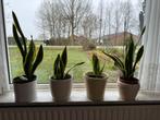 Sanseveria’s, Huis en Inrichting, Kamerplanten, Ophalen, Halfschaduw, Minder dan 100 cm