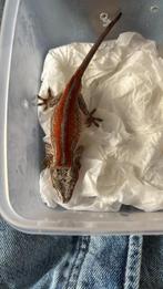 Gargoyle gekko, Dieren en Toebehoren, Hagedis