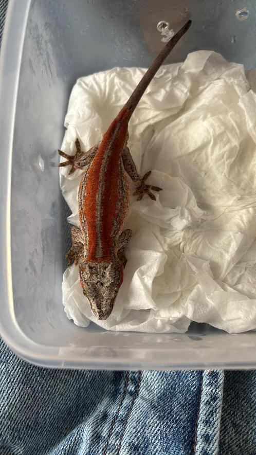 Gargoyle gekko, Dieren en Toebehoren, Reptielen en Amfibieën, Hagedis
