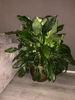 Mega plant! Prachtig, vol, gezond en groot!, Huis en Inrichting, Kamerplanten, Ophalen of Verzenden, Halfschaduw, 150 tot 200 cm