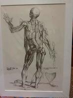 Anatomische prent van Andreas Vesalius, Ophalen of Verzenden