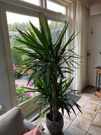 Yuca elephantipes, Ophalen, Halfschaduw, Minder dan 100 cm