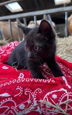 Kittens van de boerderij, Dieren en Toebehoren