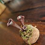 Mini Stolp met Magisch Koraal, Huis en Inrichting, Woonaccessoires | Stolpen, Ophalen of Verzenden, Nieuw