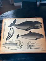 Oude schoolplaat walvis - Dybdahls Zoologiske, Antiek en Kunst, Antiek | Schoolplaten, Ophalen, Natuur en Biologie