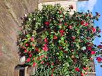 Camellia, Tuin en Terras, Planten | Struiken en Hagen, Overige soorten, Struik, Ophalen, 250 cm of meer