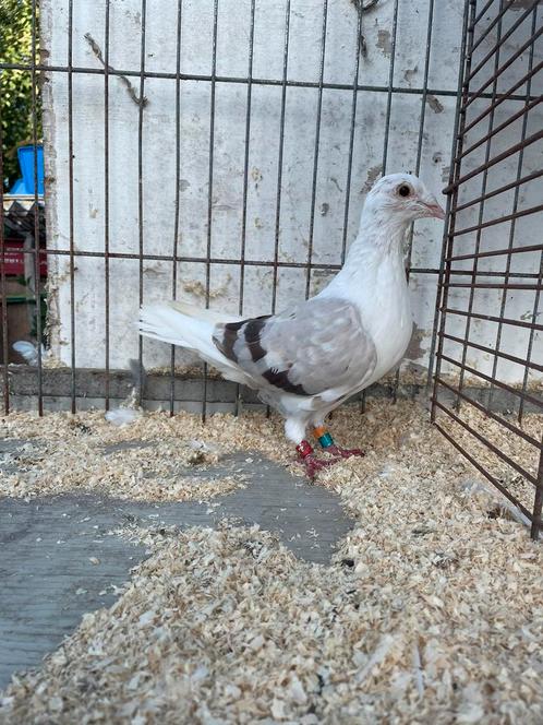 Schildpostduiven doffer en duivinnen, Dieren en Toebehoren, Vogels | Duiven, Overige soorten, Meerdere dieren
