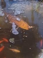 Te koop mooie koi karper, Dieren en Toebehoren, Vissen | Vijvervissen, Karper of Koi