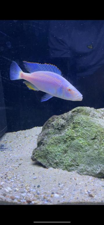 Dimidiochromis compressiceps albino kweekgroep beschikbaar voor biedingen
