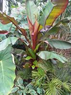 ensete maurelii, Ophalen of Verzenden, Overige soorten, Volle zon
