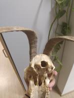 Nette schedel van een bok, Antiek en Kunst, Ophalen