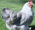 Lavender Marans Kuikens, Dieren en Toebehoren, Pluimvee, Kip