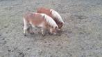 2   mini pony's, Hengst