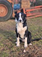 Bordercollie pups met stamboom schapen  herder werklijn, Dieren en Toebehoren