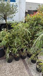 Albizia/slaapbomen jonge bomen rond de meter 9,95, Vaste plant, Halfschaduw, Zomer, Ophalen