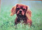 Cavalier King Charles spaniel op nieuwe ansichtkaart, Verzamelen, Verzenden, 1980 tot heden, Ongelopen, Hond of Kat