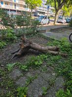 Bomen, Tuin en Terras, Ophalen of Verzenden, Overige soorten