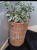 Riviera Maison Trapmand Rustic Rattan, Ophalen, Overige soorten, Halfschaduw, In pot
